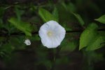 Pretty Bindweed