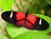 Butterfly House