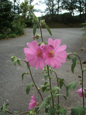 Holistic alternative therapy and country retreat entrance