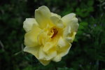 Yellow Rose